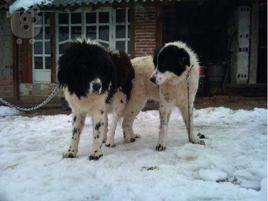 Βουλγαρικο ποιμενικό - 300 euro